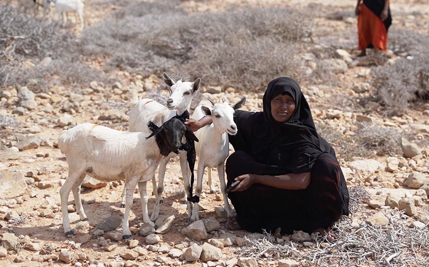 A woman crouches beside three goats. (Somalia, 2024)