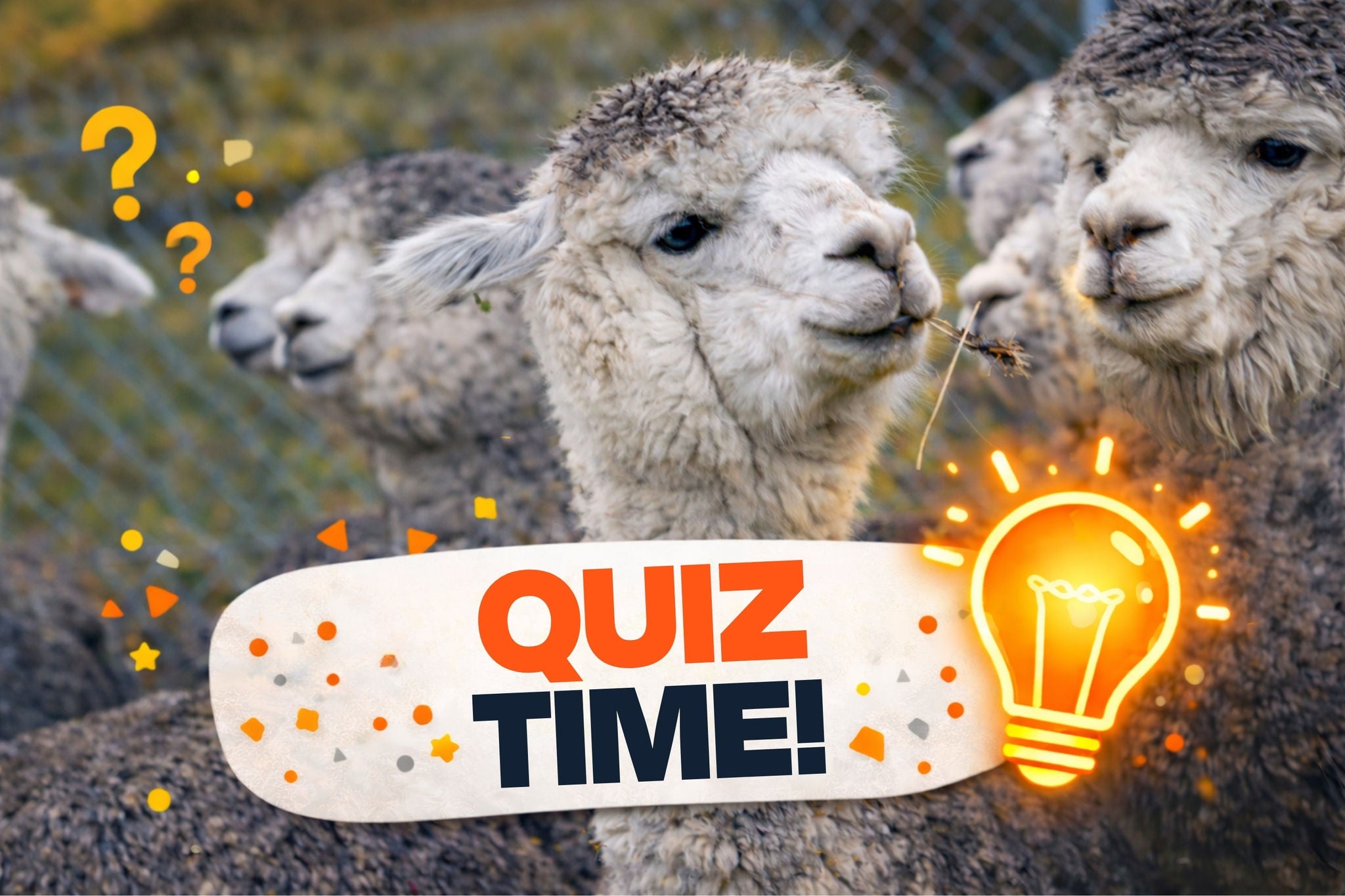 A graphic that says "quiz time" with a lightbulb appears on an image of alpacas.