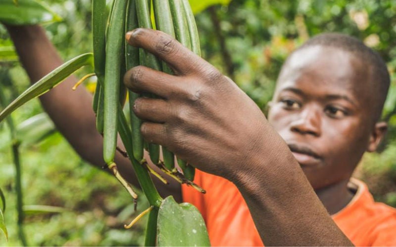 Christoph reaches up to pick a raw vanilla bean pod from a tree.