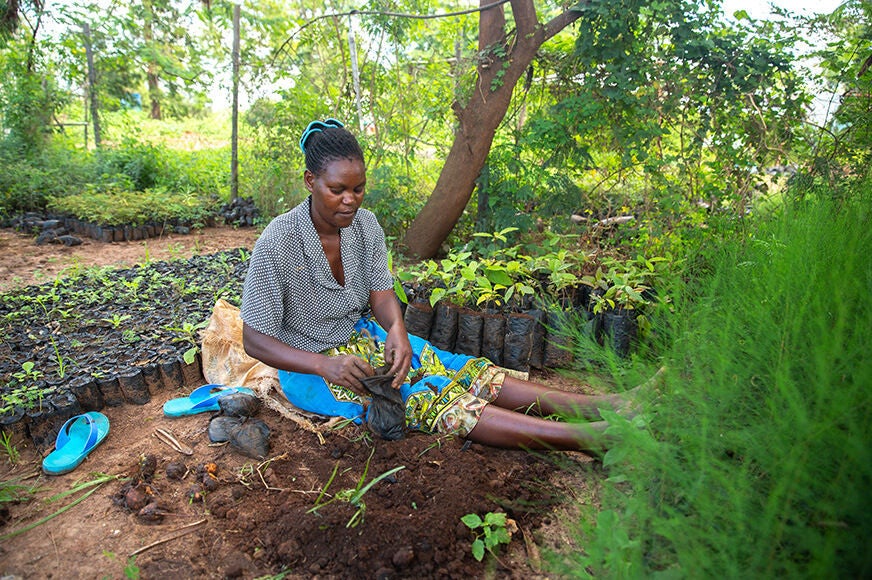 A woman sitting outdoors in a lush garden setting, carefully transplanting young tree saplings into individual planting bags.