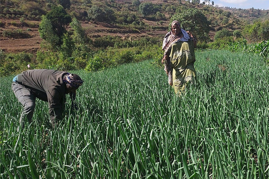 A woman and her partner inspect a field of onions, an income-generating activity promoted by the RESILIENT-WE project.