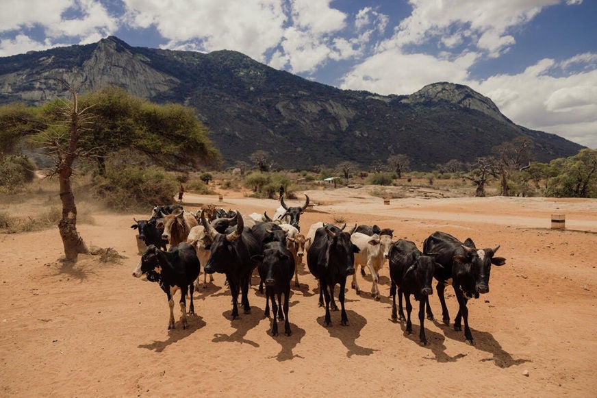 Cattle in Tanzania roam on a barren field with trees and a mountain in the background. (Tanzania, 2024)