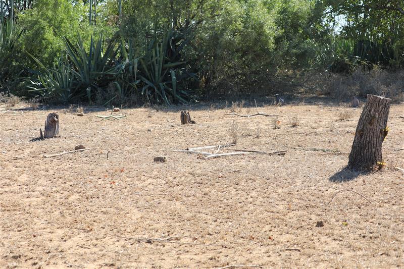 A field of tree stumps highlight the impact of deforestation.