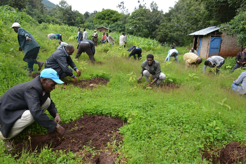 Planting trees, shrubs and gardens has been critical in reversing deforestation in Ethiopia’s Humbo Forest. 