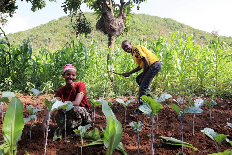 Humbo Forest in Ethiopia was once almost completely stripped of vegetation. World Vision has been working with communities to help reverse that.  
