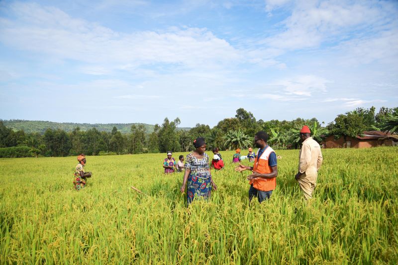 A successful rice field in Nyamilima, DRC