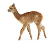 Alpaca