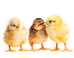 Chicks