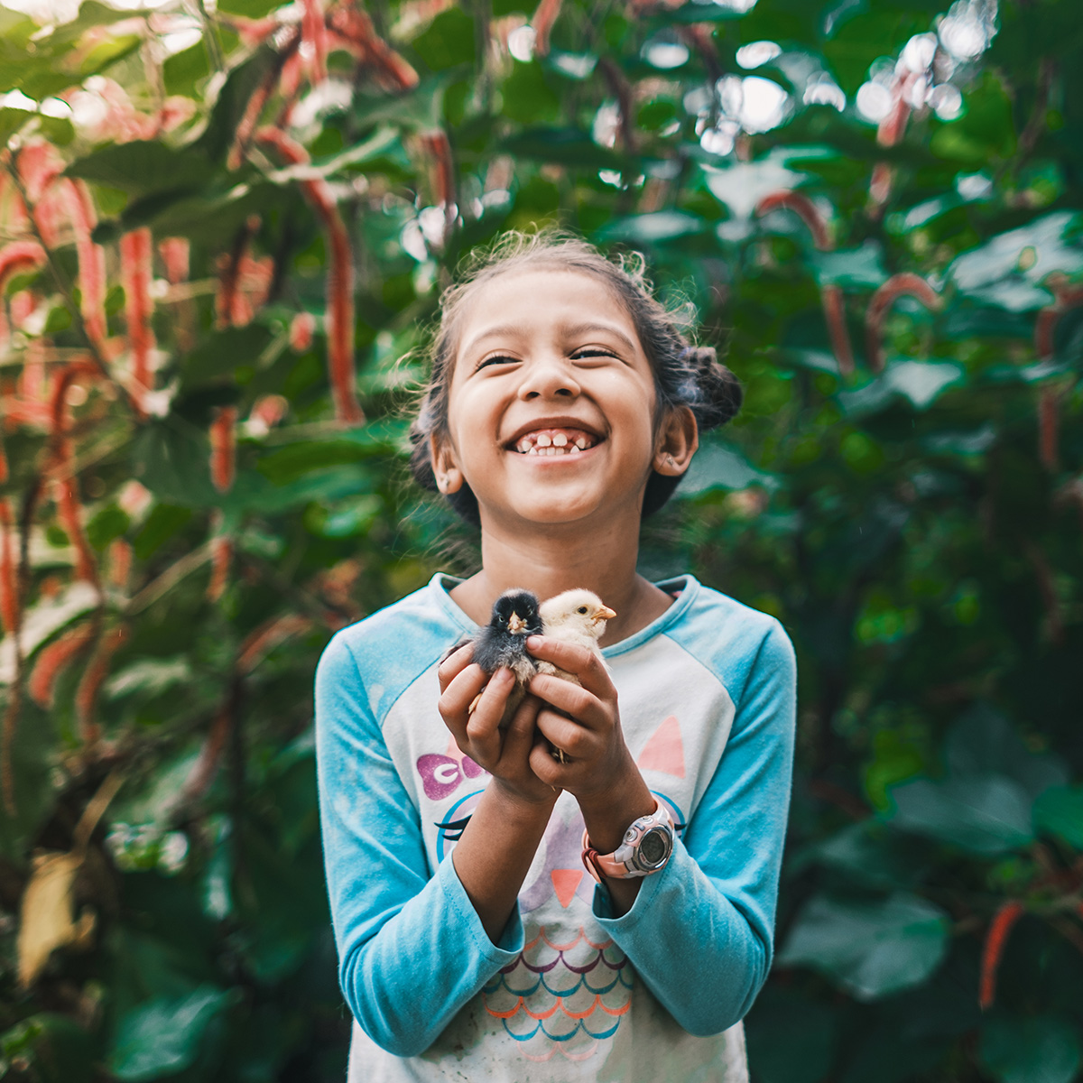 A little girl holds up two baby chicks as she laughs.