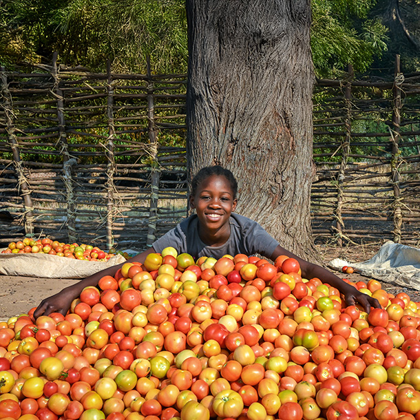 A smiling boy crouches, stretching his arms around hundreds of red, orange, and yellow tomatoes in a community garden. 