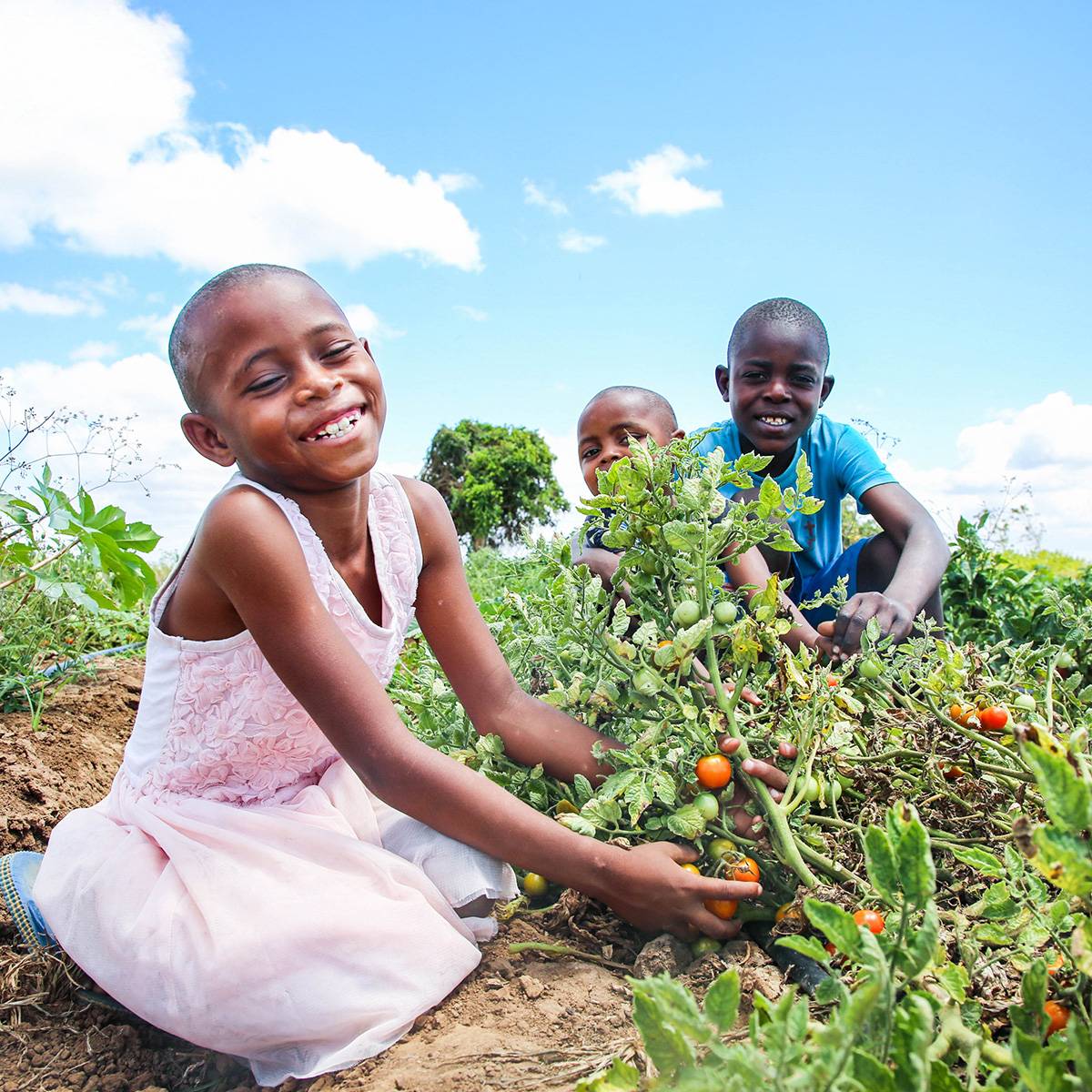 Crop Seeds for Farmers