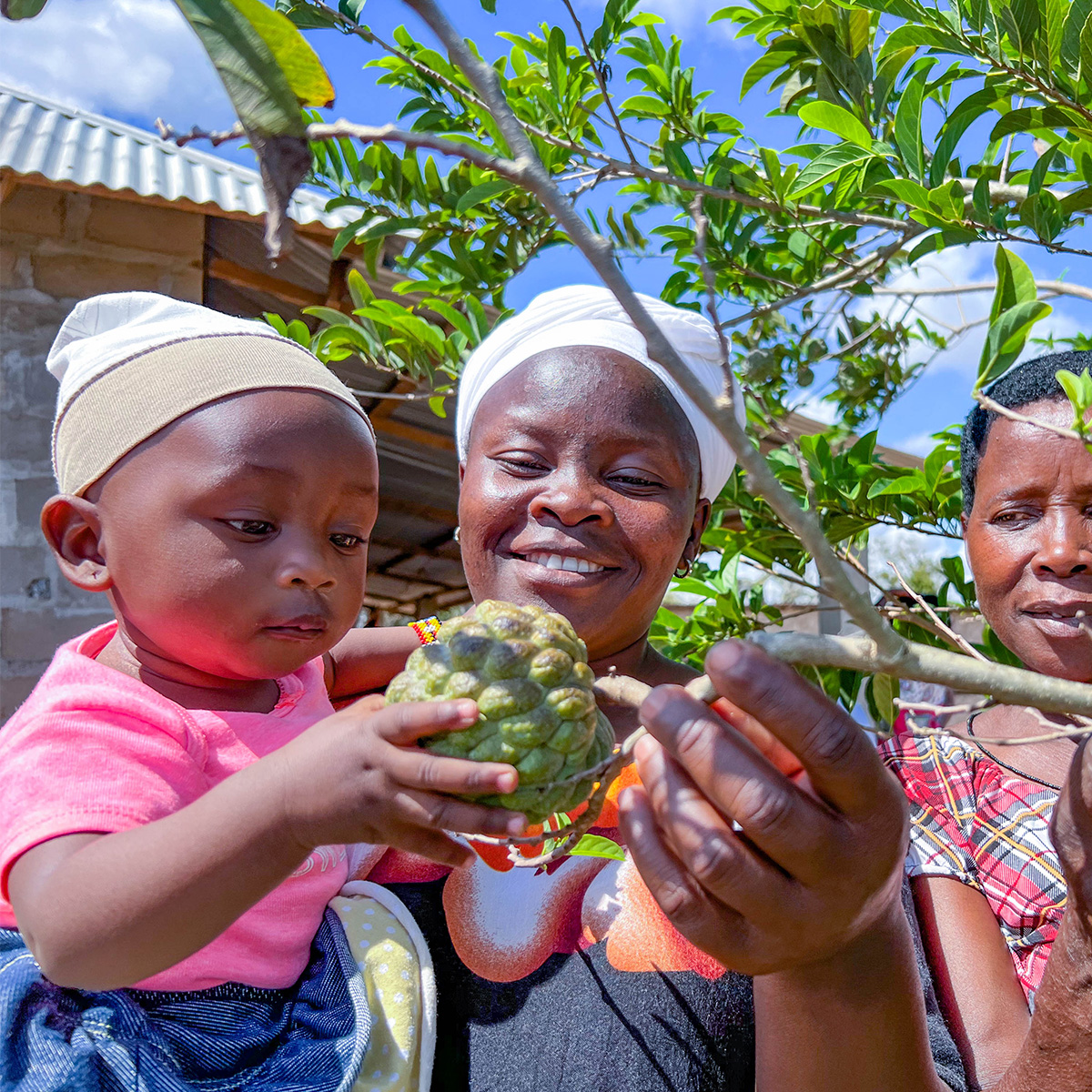Two women and a toddler pick a piece of green fruit off a tree.