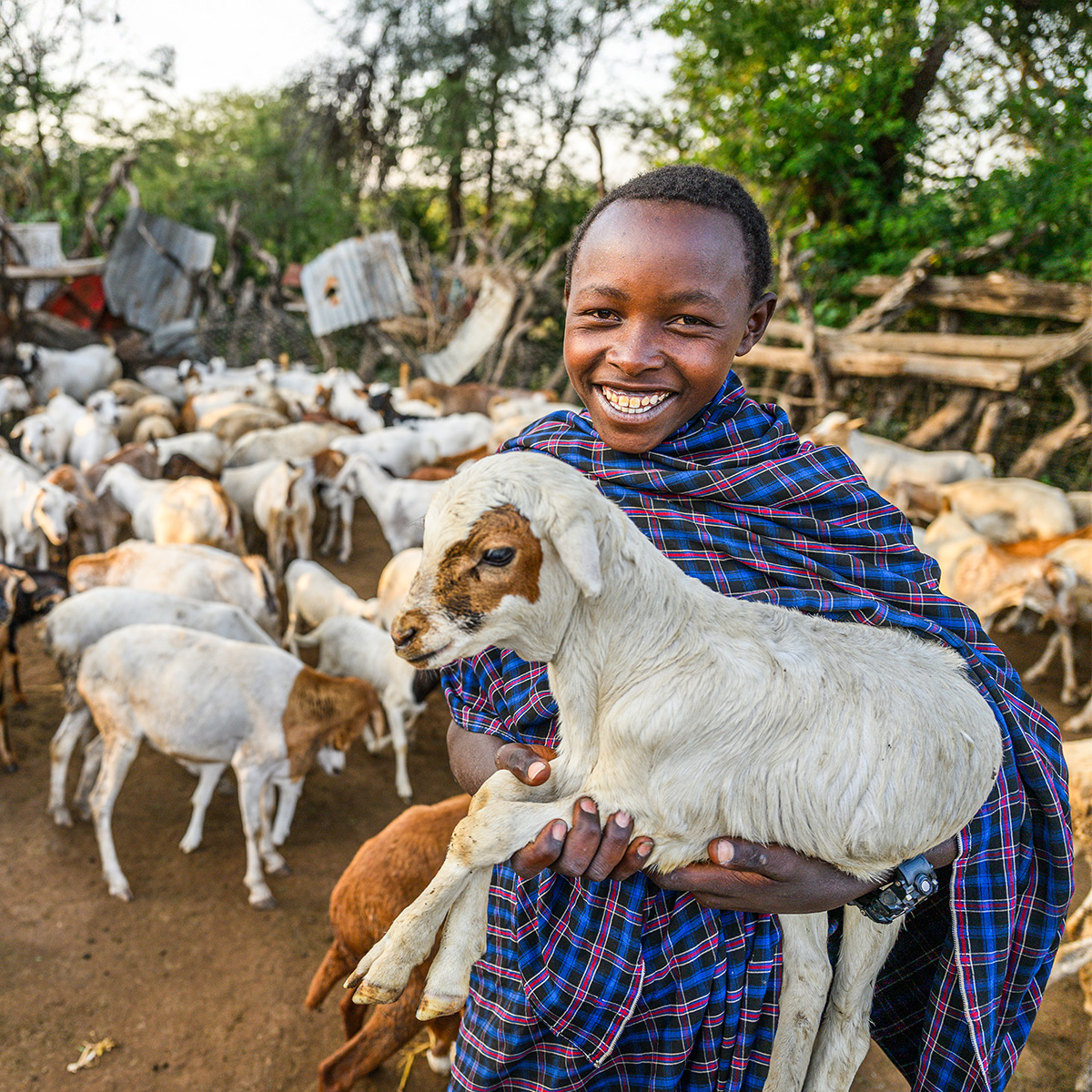 A smiling girl in blue stands in front of dozens of goats in a pen, while holding a white and brown goat in her arms.