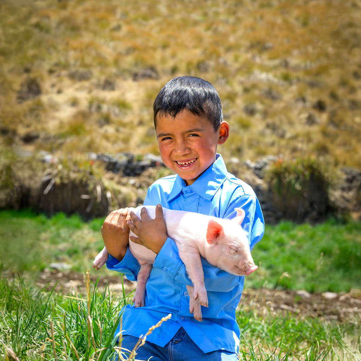 A young boy in blue standing in a field smiles as he holds a sleeping piglet in his arms.