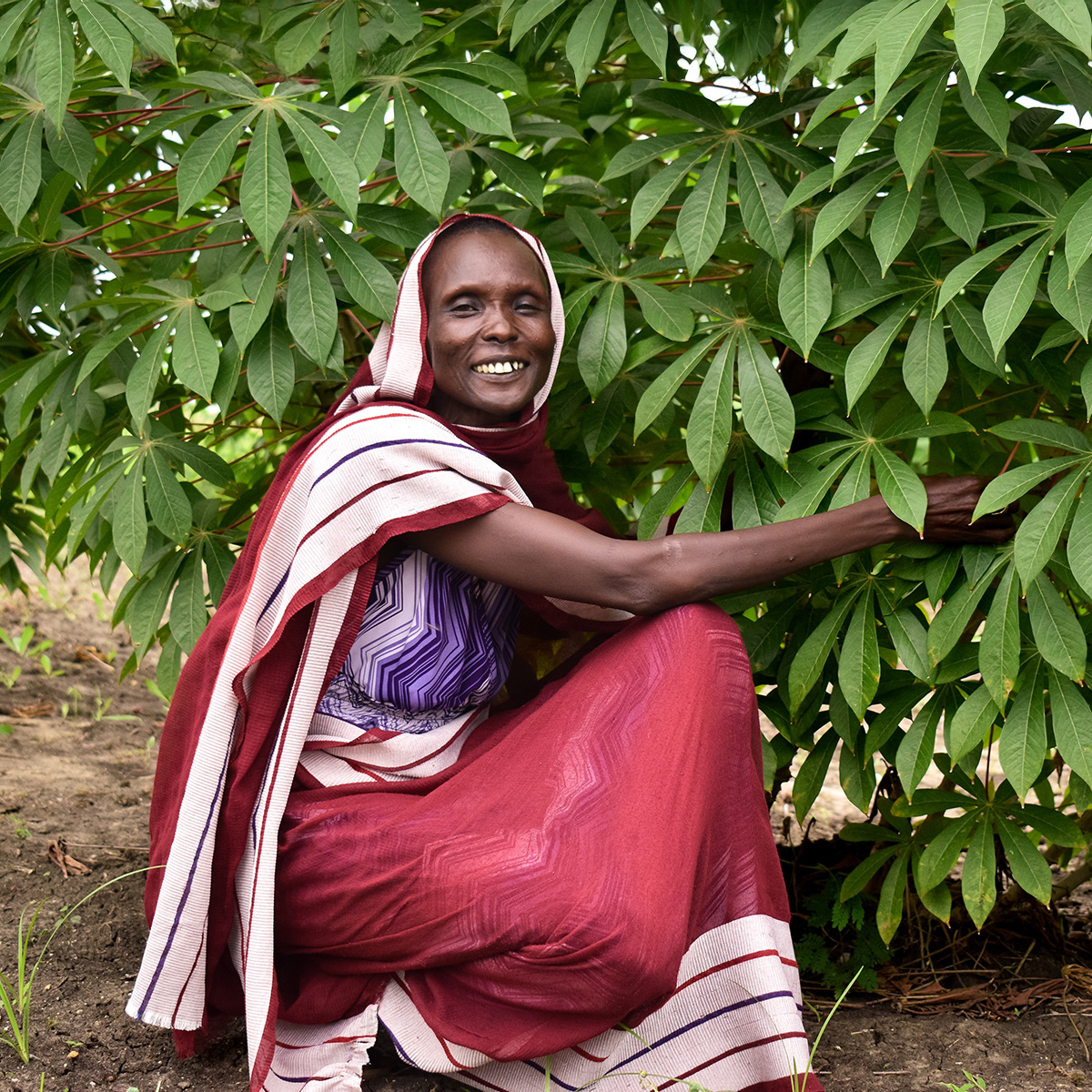A smiling woman in a red and white patterned wrap sits crouched beside a lush green cassava plants, holding it's leaves.