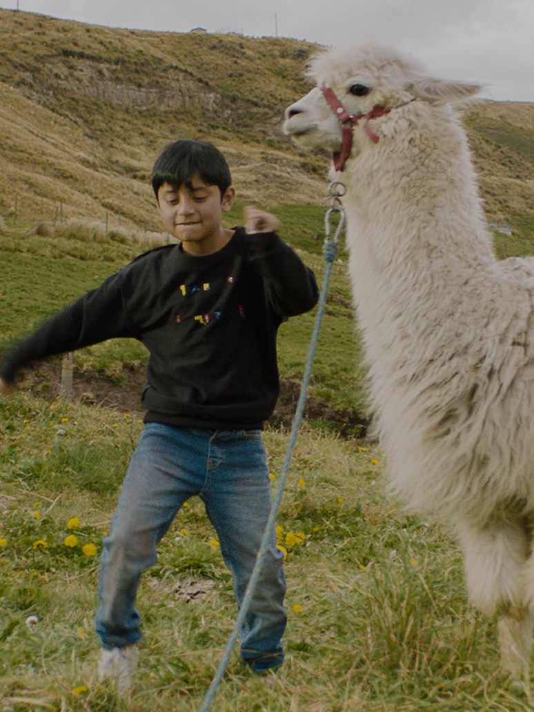 Young boy dances with an alpaca in a field.
